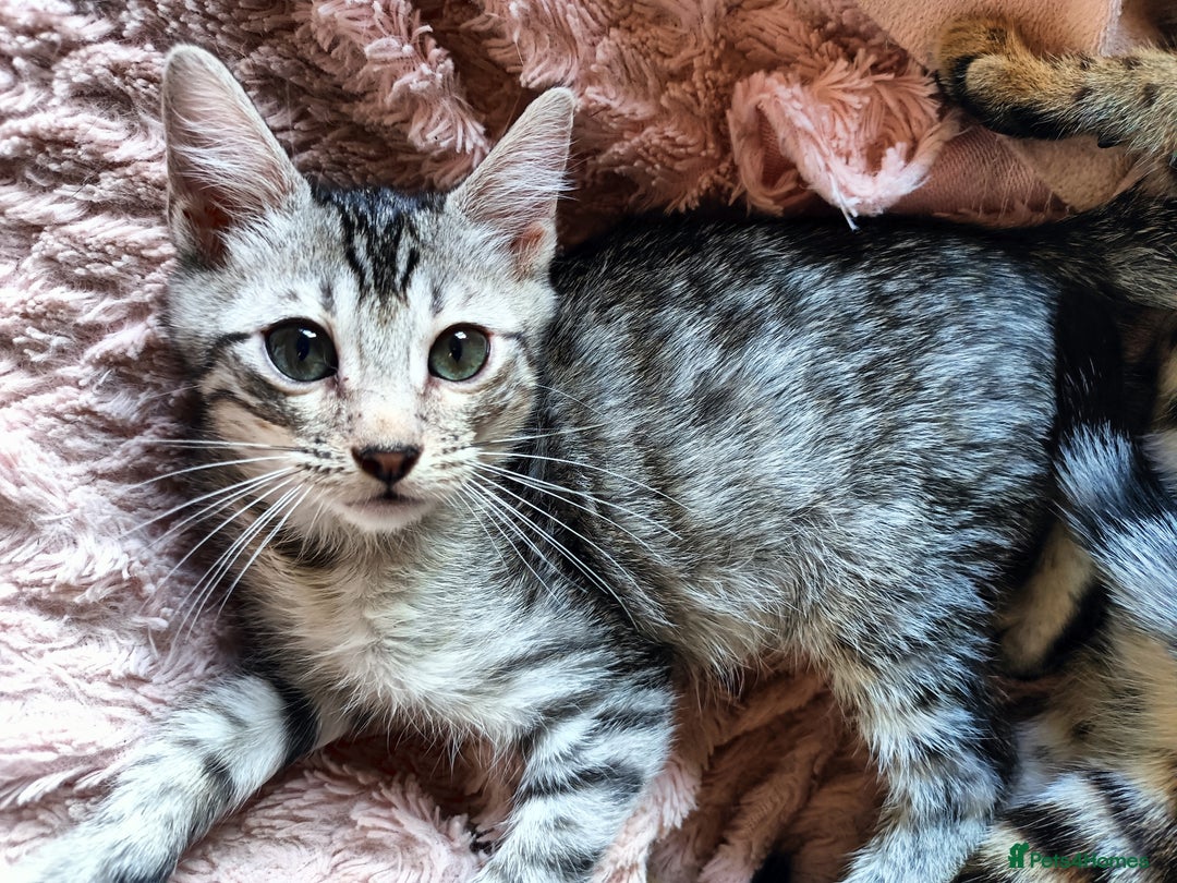 Bengal cats for sale: Bengal Mix Kittens High % Wild Asian Leopard Cat  - Image 20