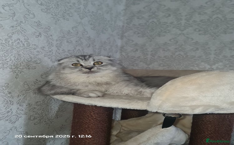 Scottish Fold cats - Advert 2