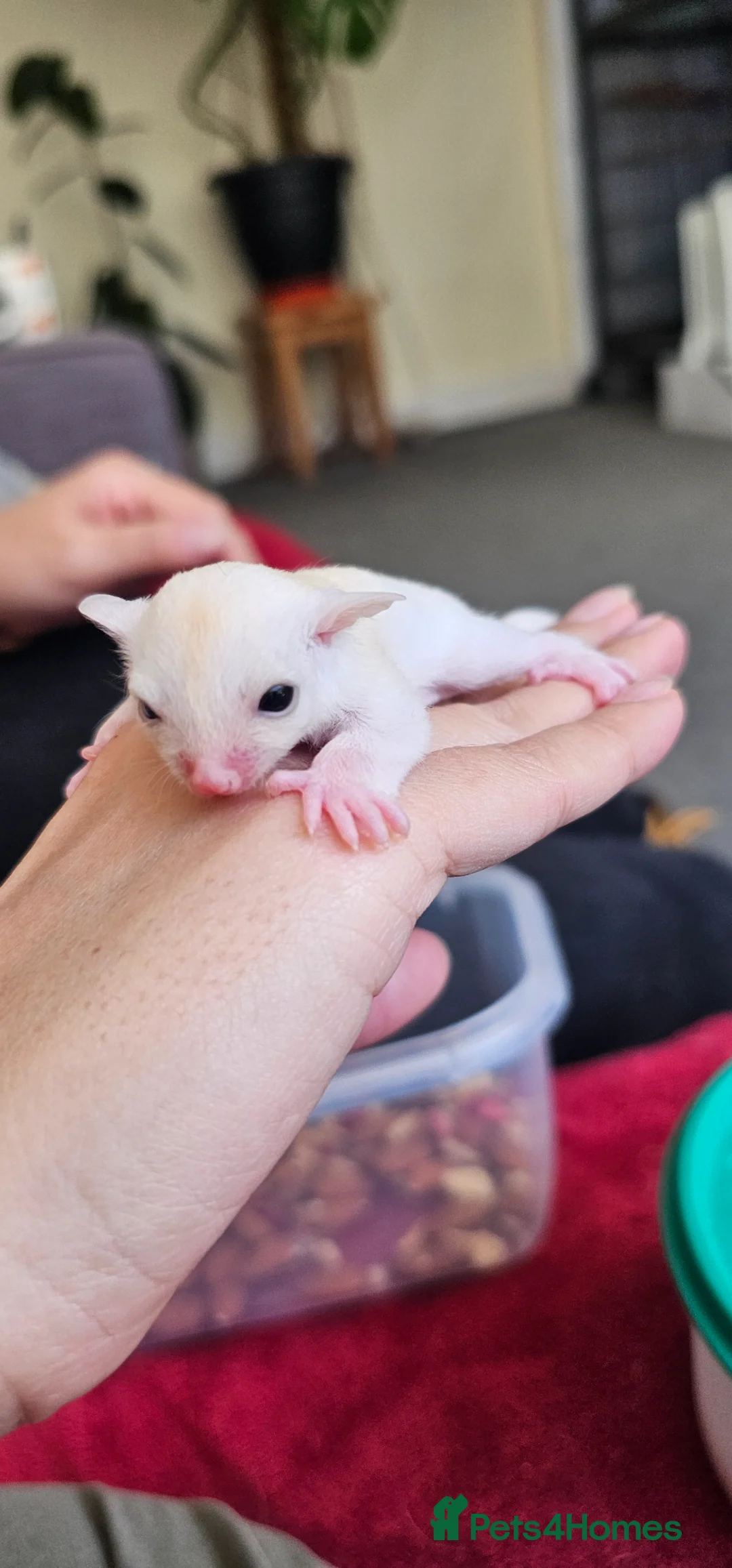 Sugar Glider rodents for sale: Rare Leucistic White & Grey Sugar Glider Joeys 🦘✨ in Coventry - Advert 4