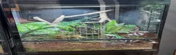 Gecko reptiles for sale: Reticulated Gargoyle Gecko - Advert 3