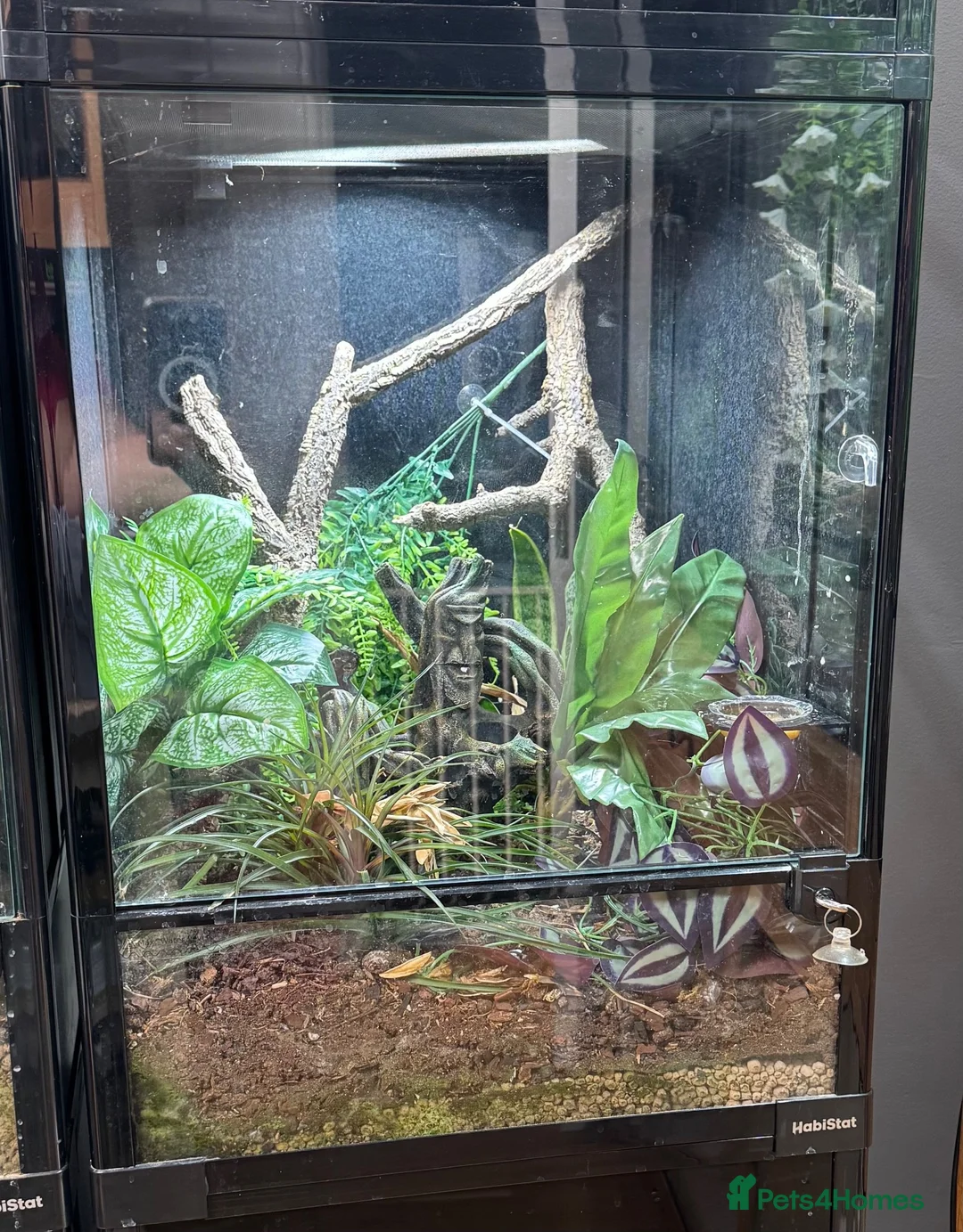 Gecko reptiles for sale: Reticulated Gargoyle Gecko - Advert 3
