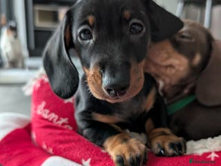 Miniature Dachshund dogs Miniature dachshunds - Advert 3