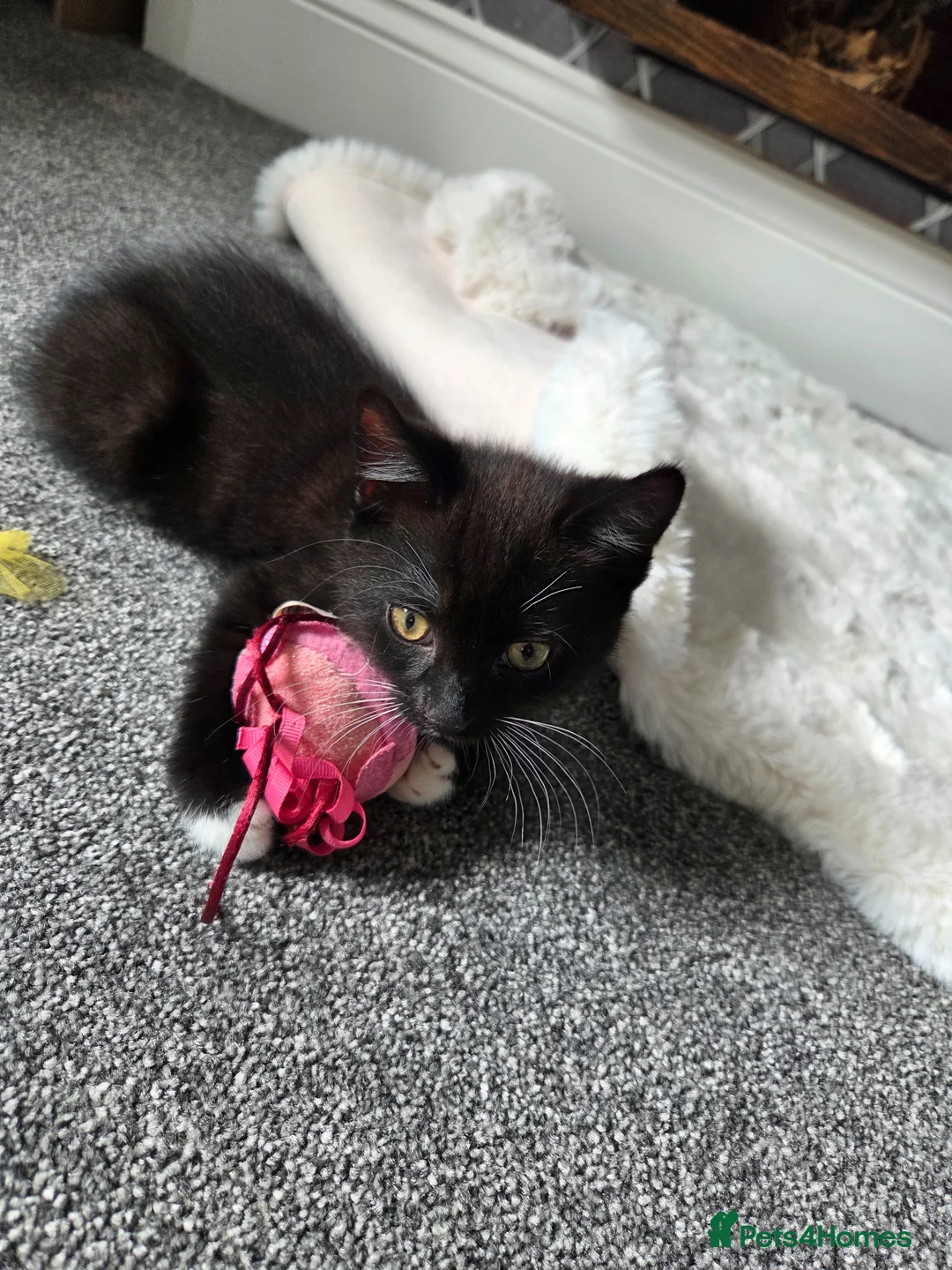 British Shorthair cats for sale: 1 male kitten left. 10 weeks old - Advert 2