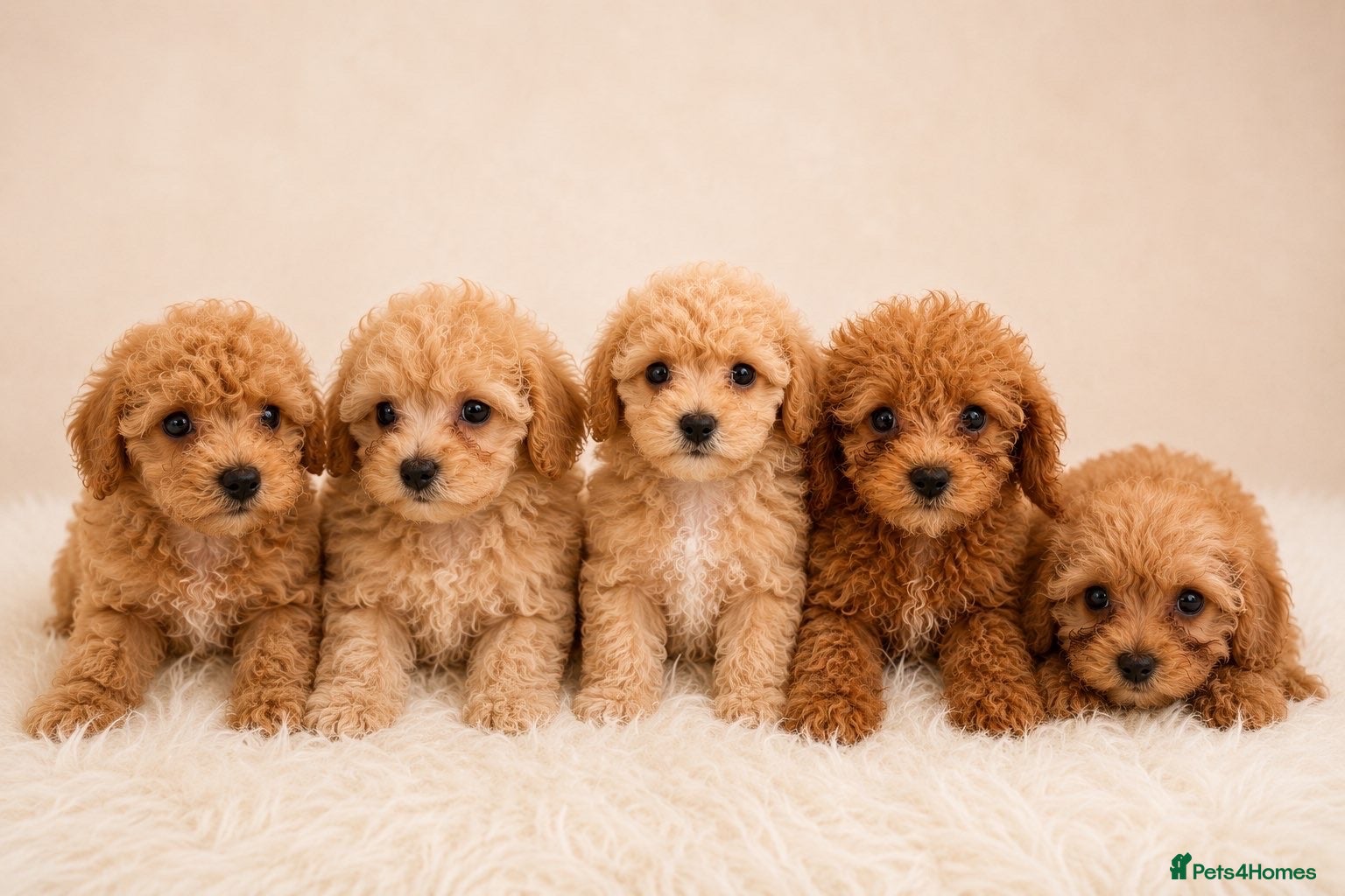 Cavapoo dogs Cavapoo Puppies  - Advert 5