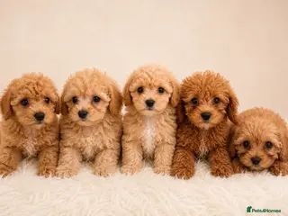Cavapoo dogs Cavapoo Puppies - Advert 5