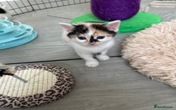 British Shorthair cats for sale: Four beautiful kittens - Image 18
