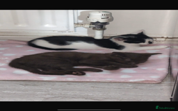 Brazilian Shorthair cats for sale: 6 Week Old Male kittens - Image 4