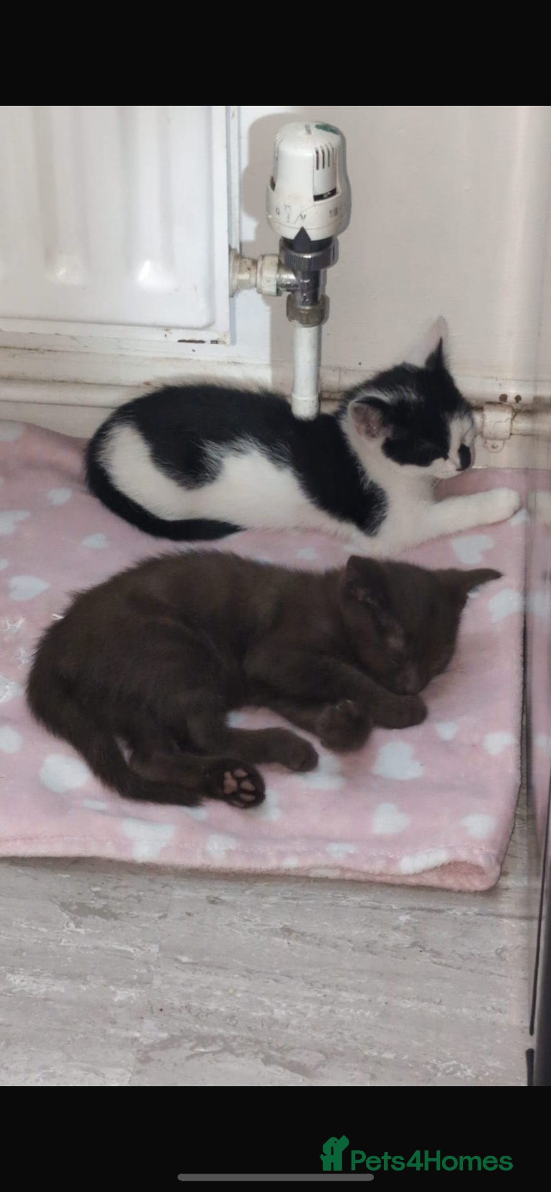 Brazilian Shorthair cats for sale: 6 Week Old Male kittens - Image 4