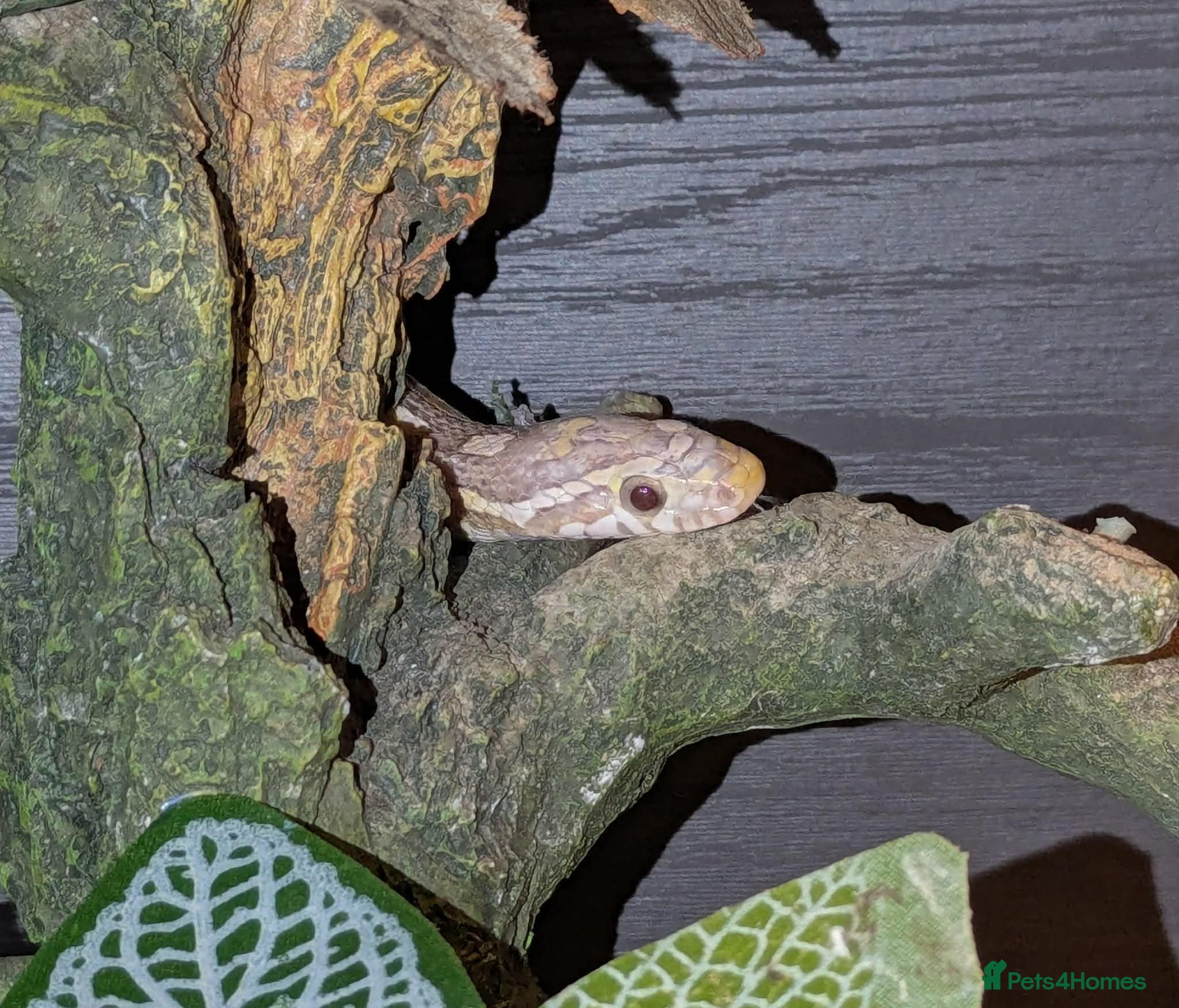 Corn Snake reptiles Female corn snake and set up - Advert 17