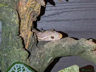 Corn Snake reptiles Female corn snake and set up - Advert 17