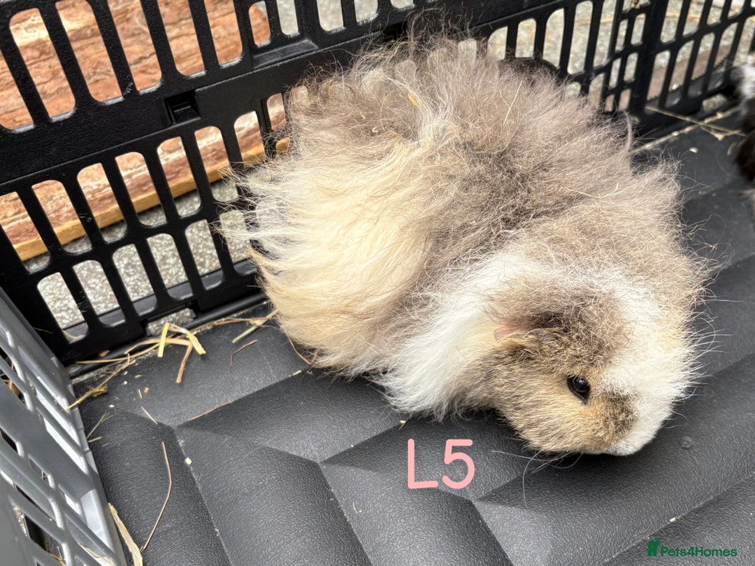 Guinea Pig rodents for sale: Baby female and male guinea pigs for sale - Image 1