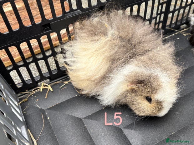 Guinea Pig rodents - Advert 1