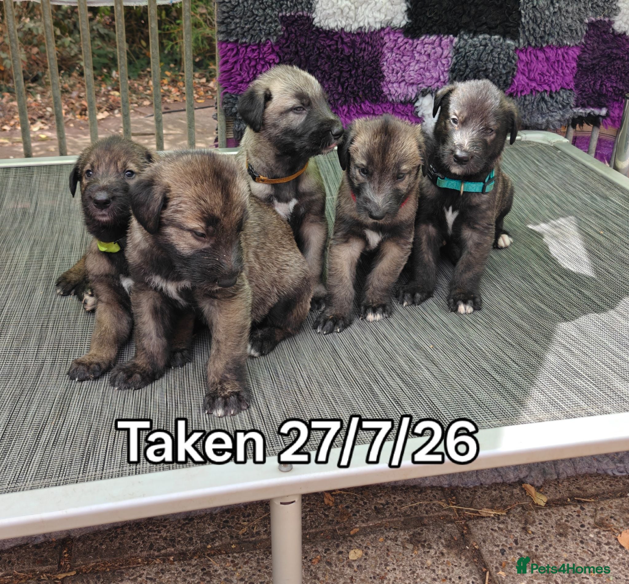 Irish Wolfhound dogs Stunning KC reg Irish Wolfhound litter for sale - Advert 2