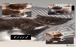 Mixed Breed cats for sale: 5 beautiful kittens  - Advert 3