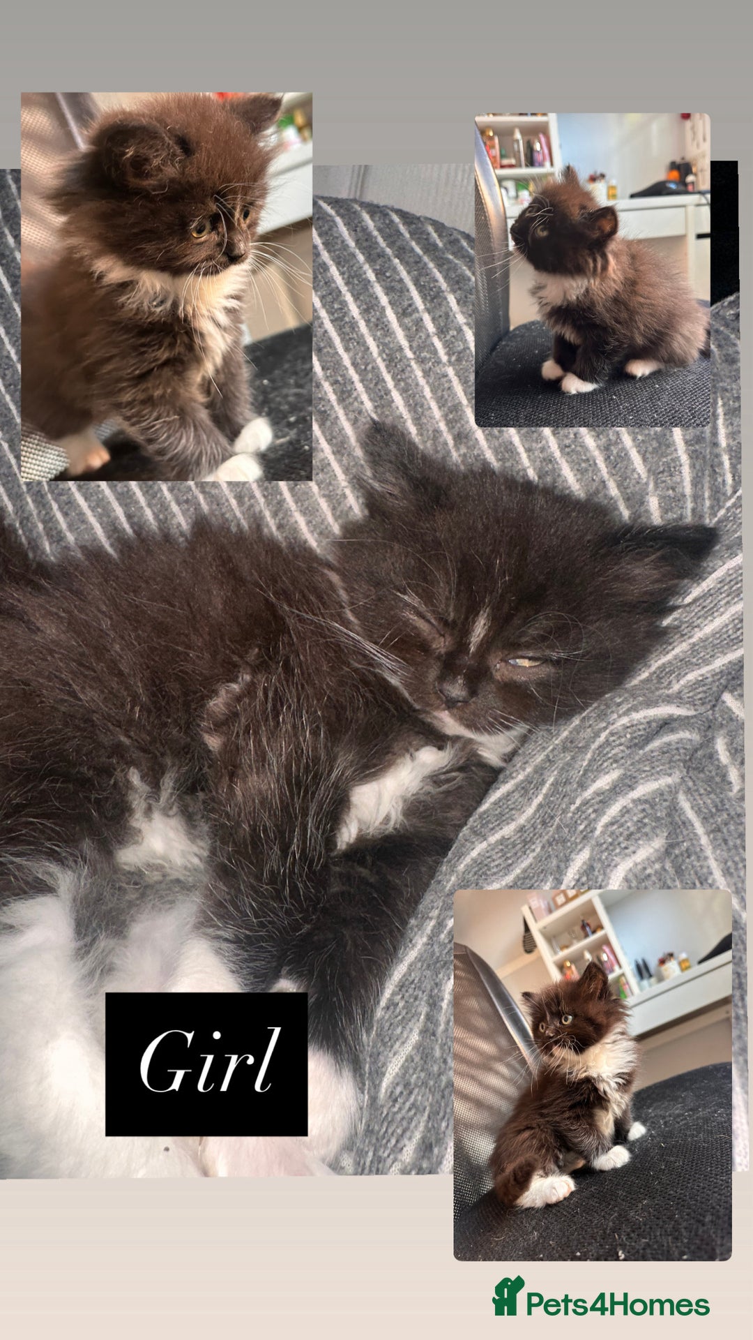 Mixed Breed cats for sale: 5 beautiful kittens  - Advert 3