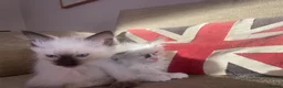 Ragdoll cats for sale: GCCF and TBRCC Registered Ragdoll Breeder Litter   in Bolton - Advert 5
