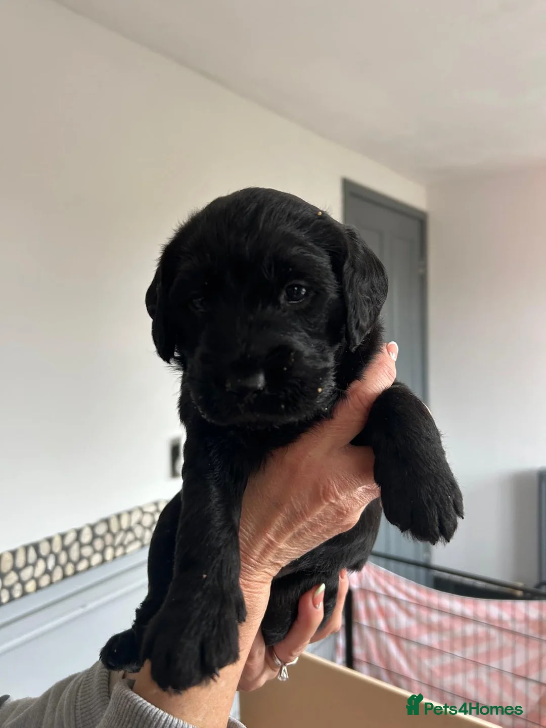 Labradoodle dogs for sale: F1 Miniature Labradoodle puppies - Advert 2