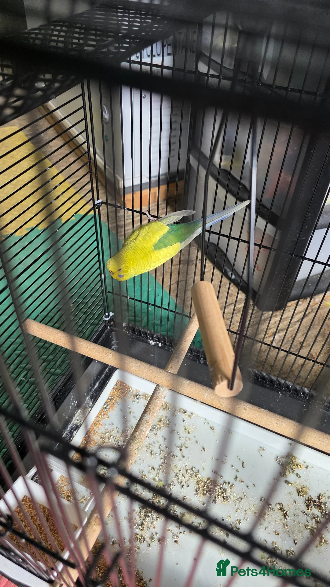 Budgerigars birds for sale: Budgie male with cage  - Advert 1