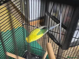 Budgerigars birds Budgie male with cage - Advert 1
