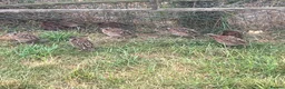 Quail poultry for sale: Bobwhite Quail - Advert 3