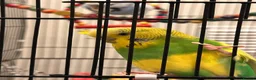 Budgerigars birds for sale: 2 budgies 1 male 1 female - Advert 5