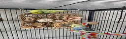 Budgerigars birds for sale: 🦜💙 Budgie Pair Looking for a New Home 💚🦜 - Advert 5