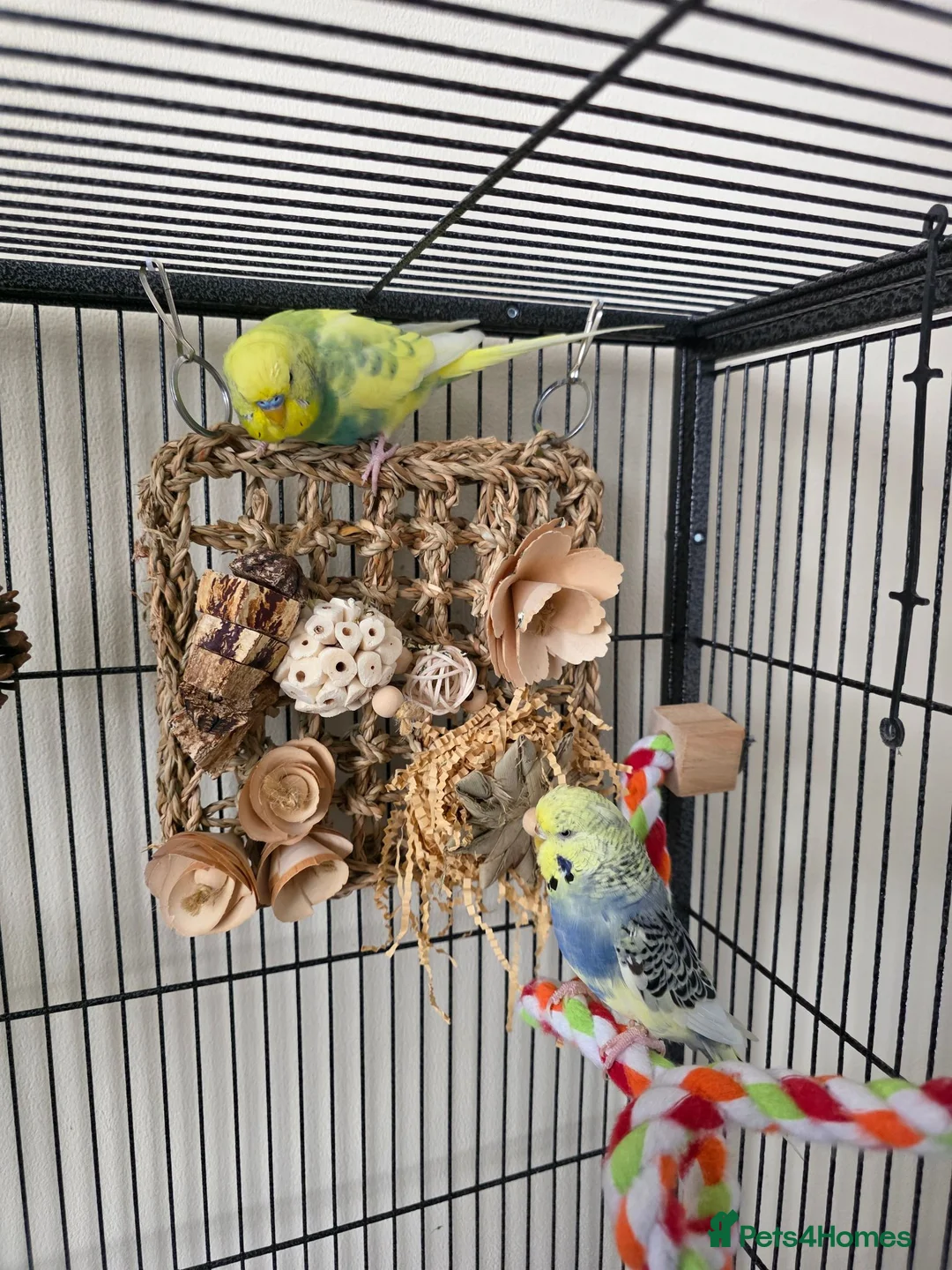 Budgerigars birds for sale: 🦜💙 Budgie Pair Looking for a New Home 💚🦜 - Advert 5