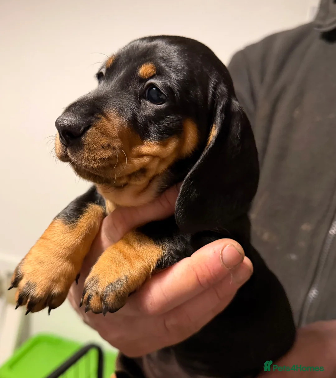 Miniature Dachshund dogs for stud: Chocolate and Tan Miniature Dachshund- Stud - Advert 10