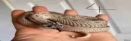 Snake reptiles for sale: Snakes for sale - hognose, milksnake, bullsnake - Advert 6