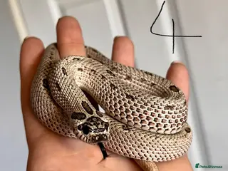 Snake reptiles Snakes for sale - hognose, bullsnake - Advert 2