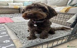 Cockapoo dogs for sale: Toy Cockapoo f1b ready 17th oct - Image 10