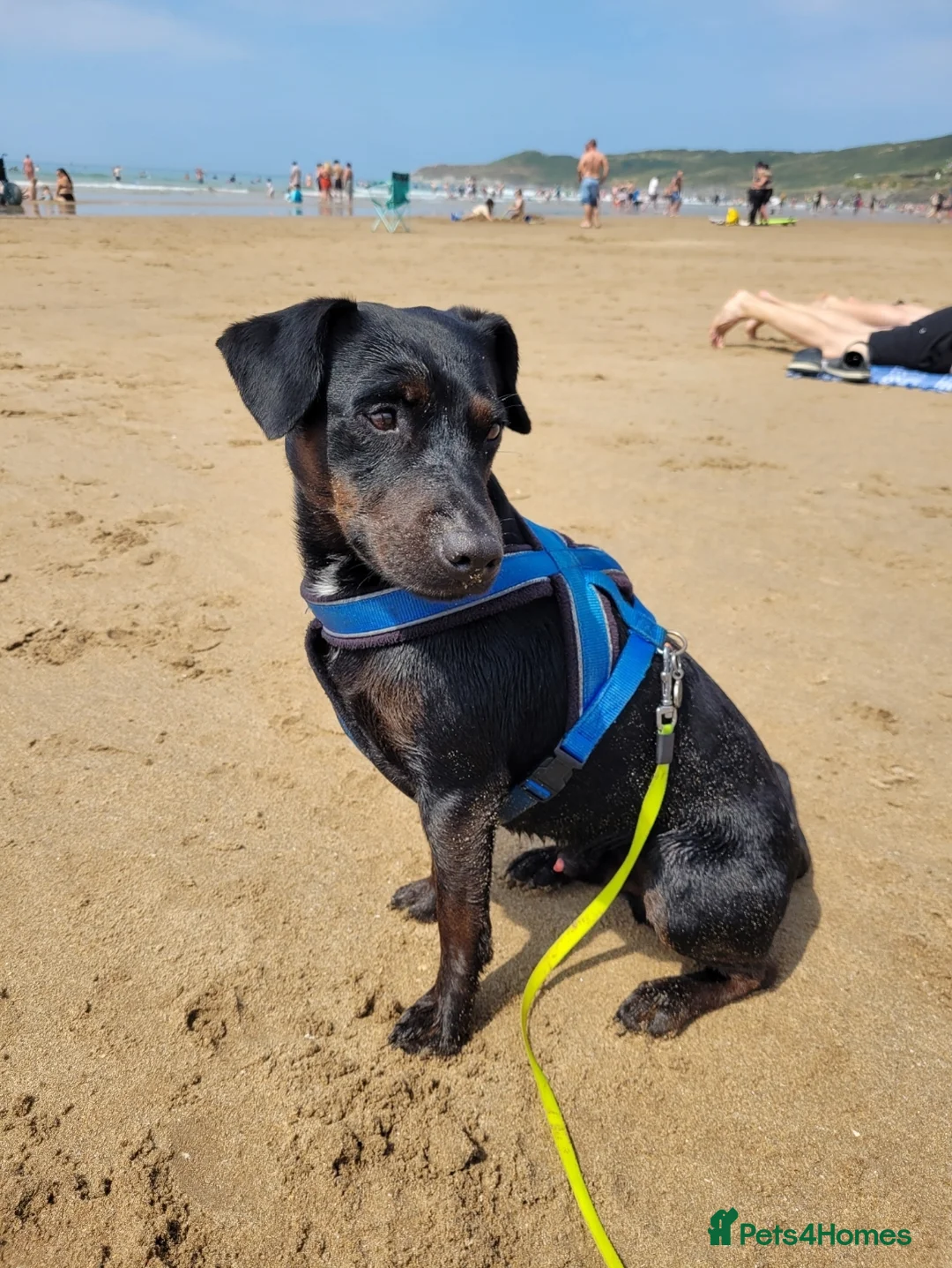 Patterdale Terrier dogs for stud: Tricolour Patterdale Male for Stud - Advert 1