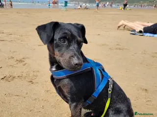 Patterdale Terrier dogs Tricolour Patterdale Male for Stud - Advert 4