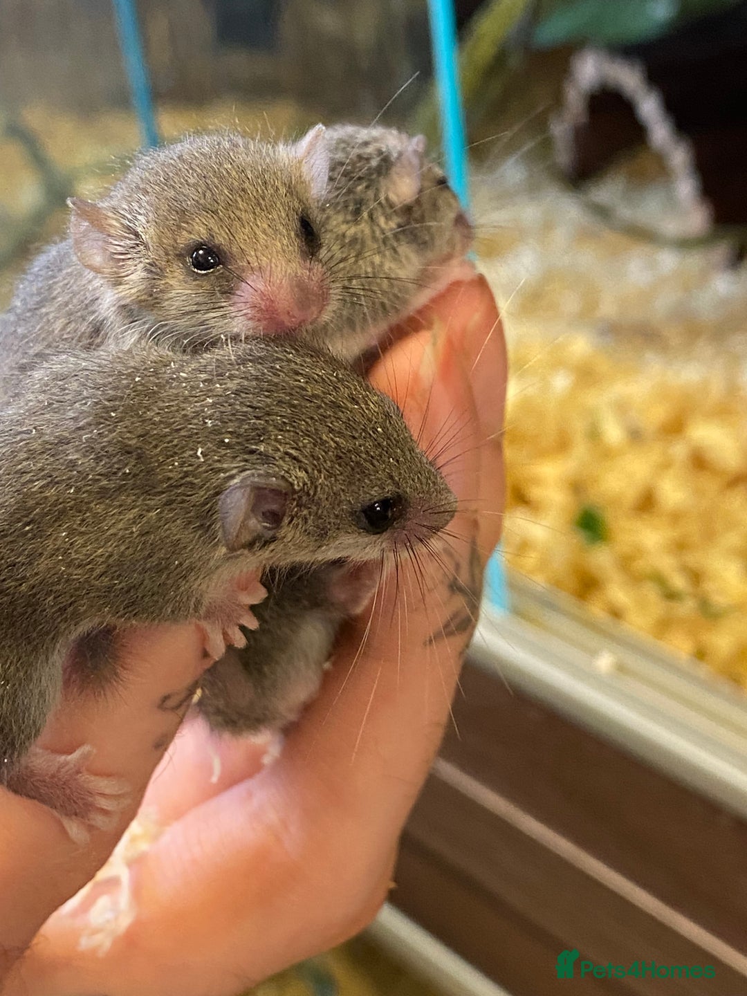 Mouse rodents for sale: Baby and adult micro squirrels  - Image 7