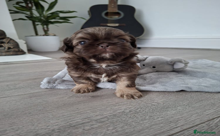 Shih Tzu dogs - Advert 14