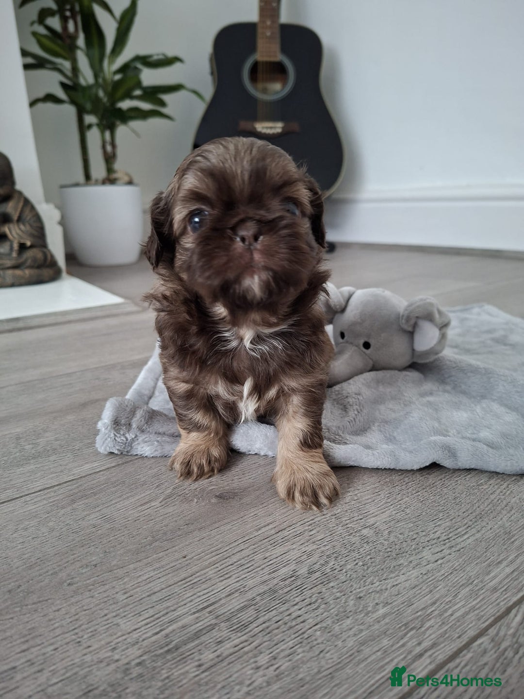 Shih Tzu dogs for sale: Stunning kc imperial shih tzus - Image 7