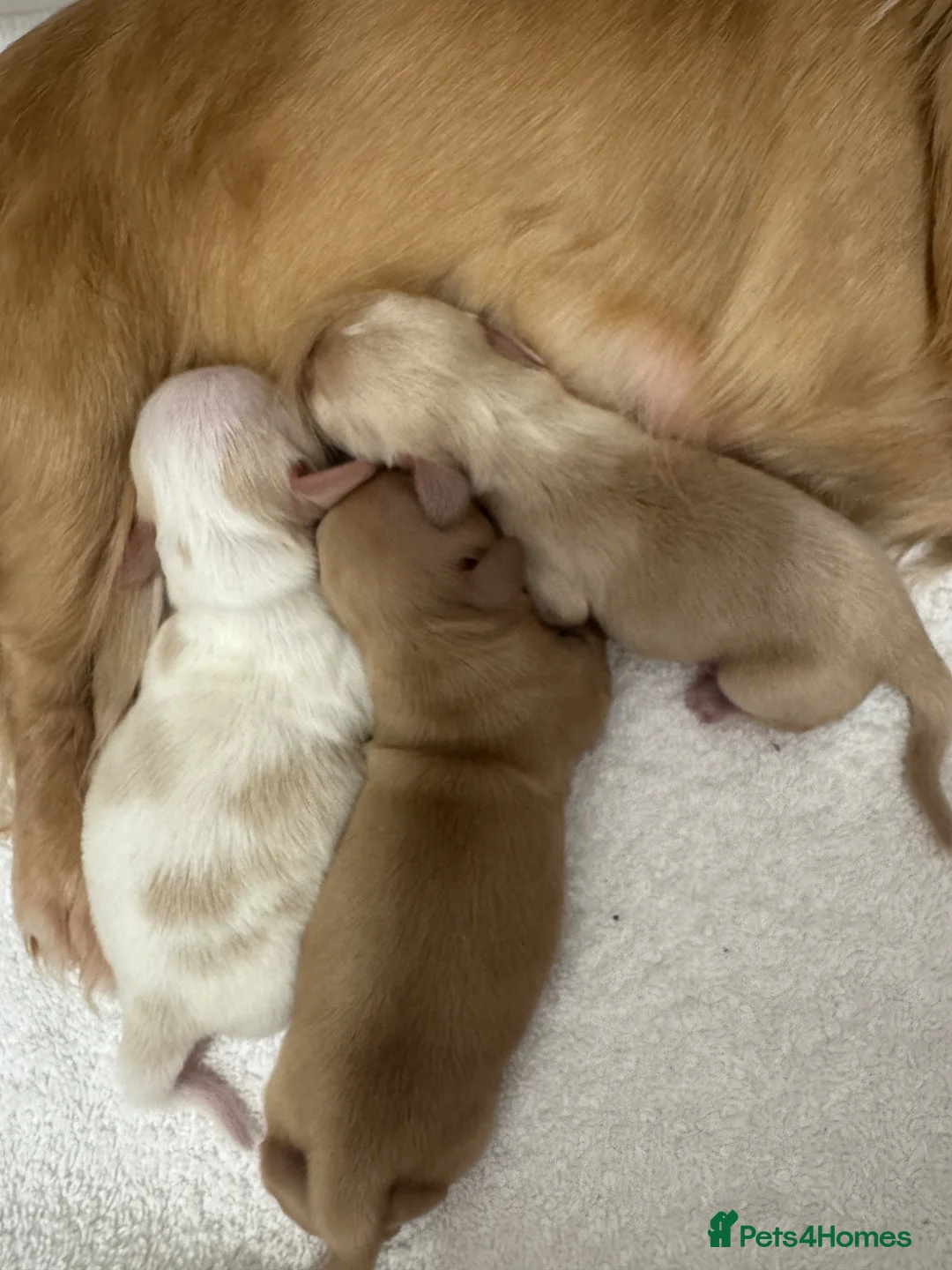 Miniature Dachshund dogs for sale: Miniature cream long hair puppies for sale  in Waltham Cross - Advert 10