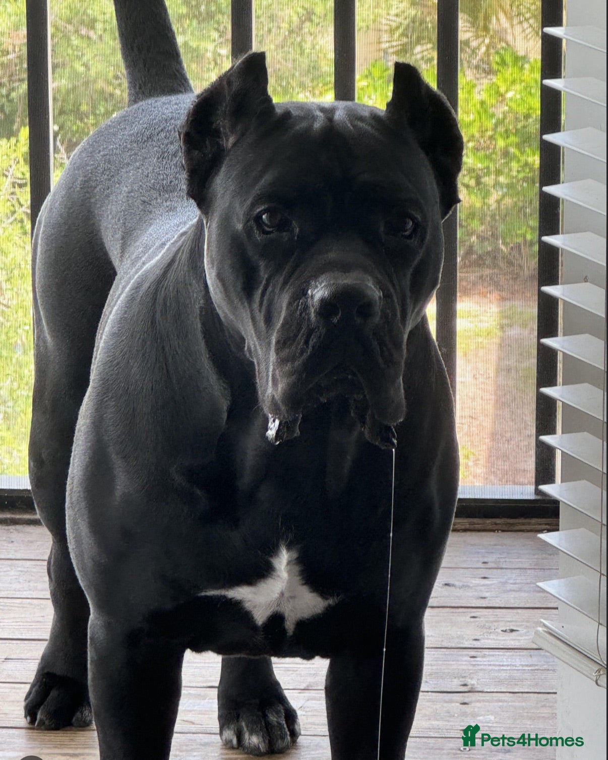 Mixed Breed dogs Athena beautiful cane Corso  - Advert 3