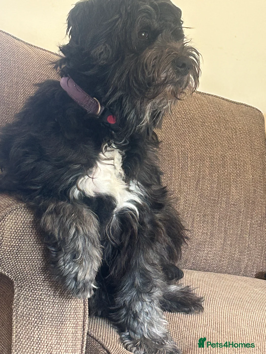 Mixed Breed dogs for sale: Cockapoo x colliepoo  in Northampton - Advert 2