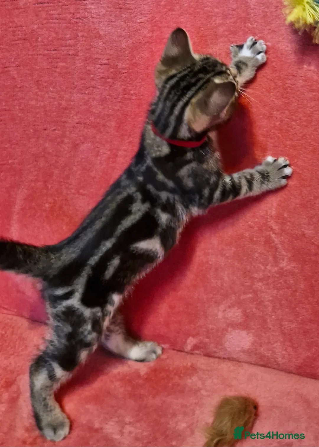 Bengal cats for sale: Bengal mix kittens for sale 10 weeks old  - Advert 16
