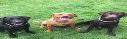 Labrador Retriever dogs for sale: Stunning chocolate working lab  - Advert 8