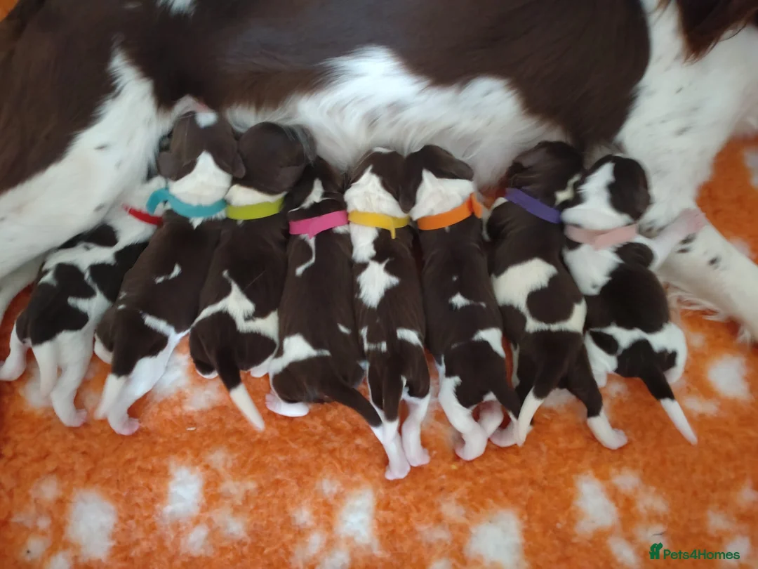 English Springer Spaniel dogs for stud: KC Reg, Health Tested, Liver & White ESS for Stud in Dereham - Advert 8