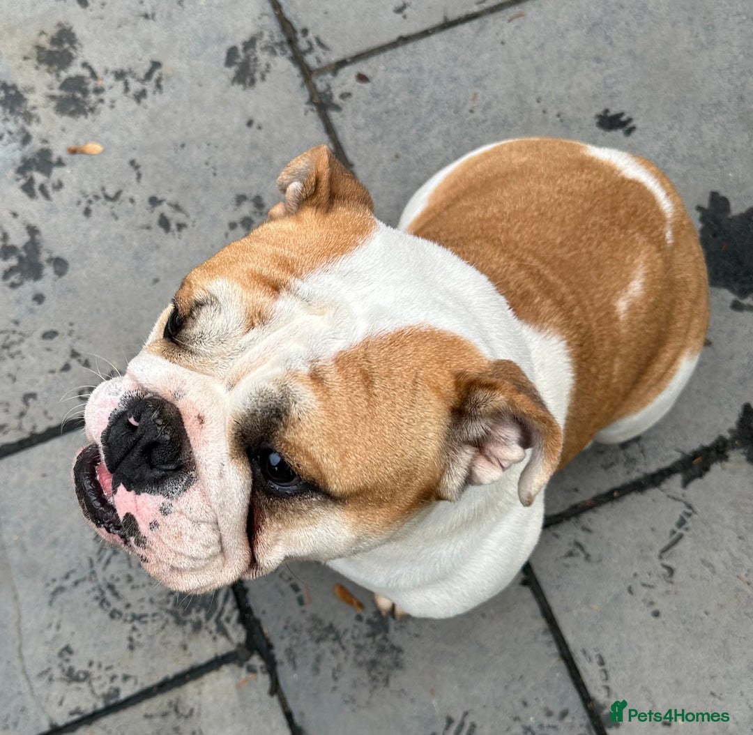 English Bulldog dogs for sale: Beautiful healthy pet female bulldog 2.5yrs old - Advert 1