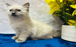 Ragdoll cats for sale: TICA Registered Magnificent Ragdoll kittens  - Image 15