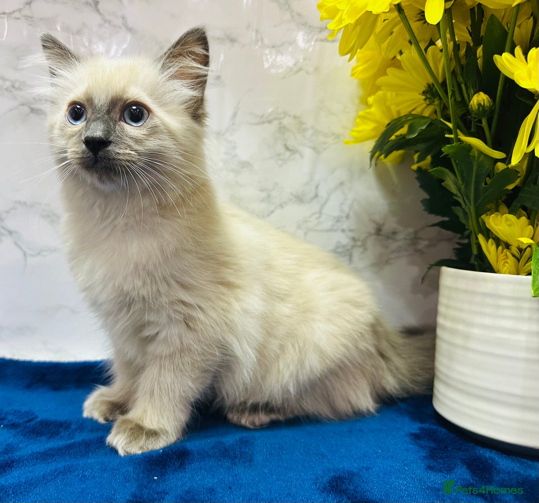 Ragdoll cats for sale: TICA Registered Magnificent Ragdoll kittens  - Image 15