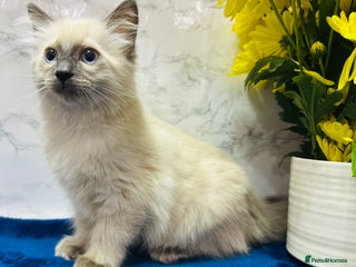 Ragdoll cats TICA Registered Magnificent Ragdoll kittens - Advert 3
