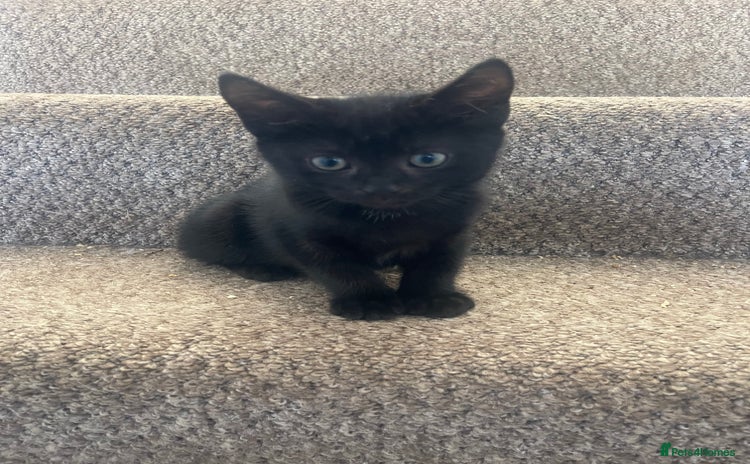 Mixed Breed cats - Advert 13