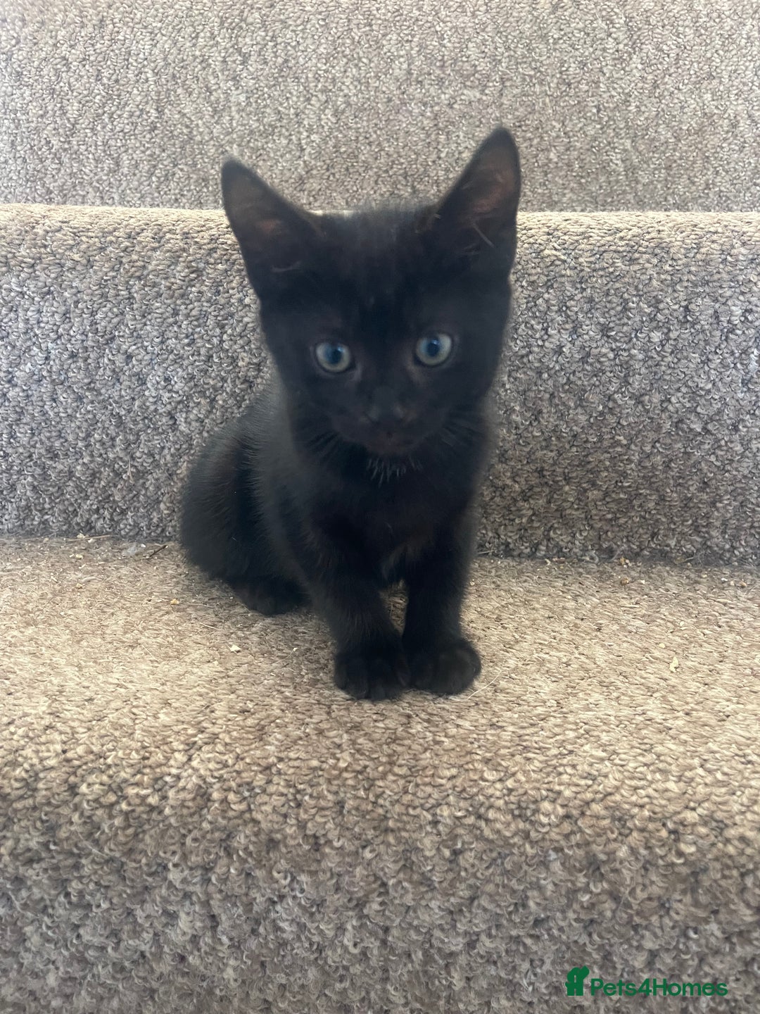 Mixed Breed cats for sale: Three beautiful black kittens - Image 1