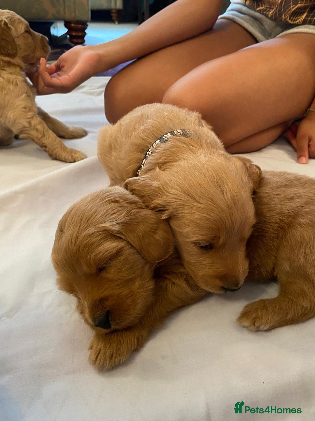 Goldendoodle dogs for sale: Golden doodle puppies ready 12th September  - Image 27