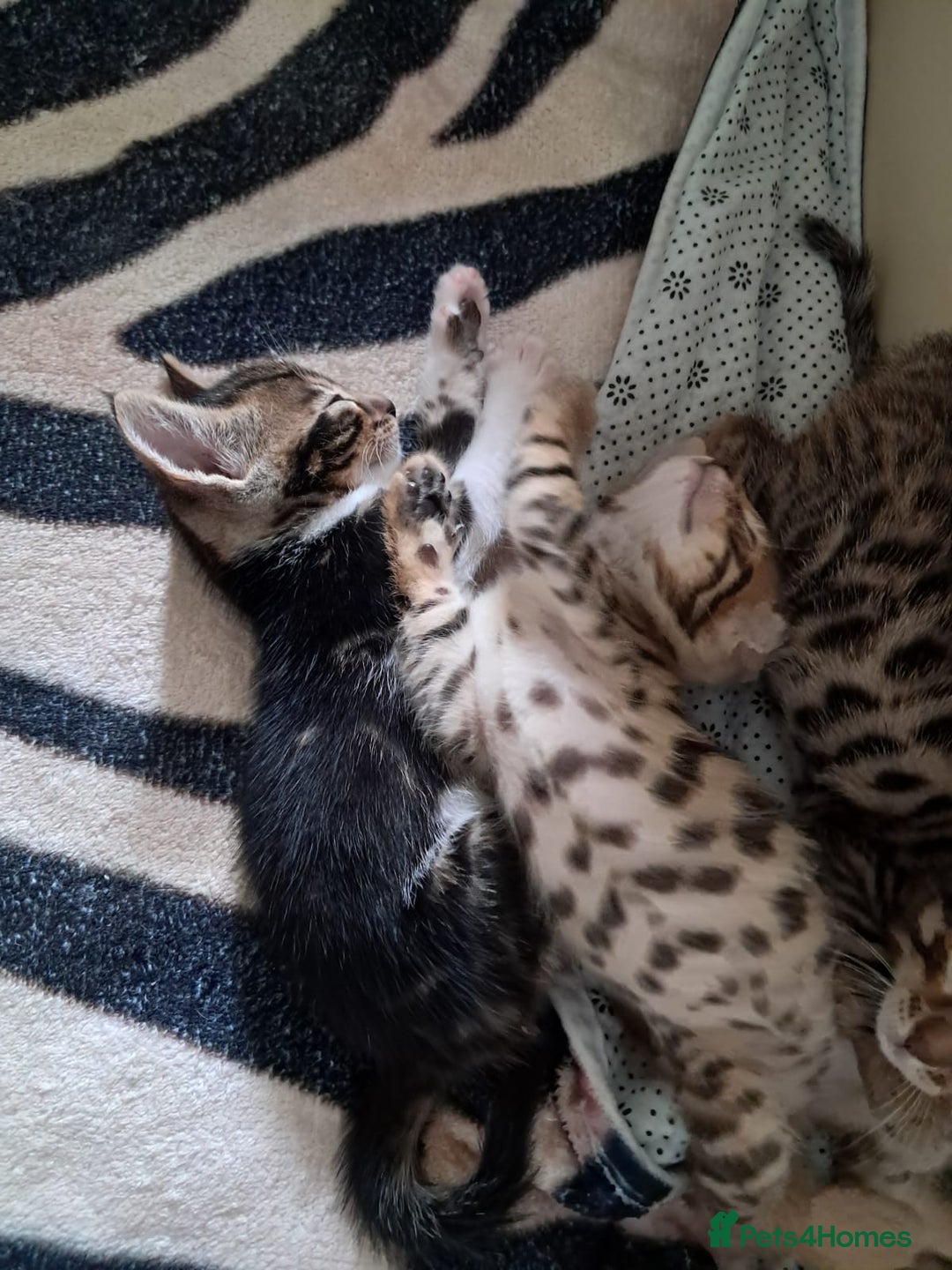 Bengal cats for sale: Silver male Bengal  - Image 3